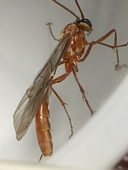 Ophion luteus
