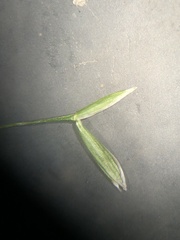 Bromus arvensis