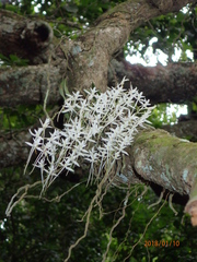 Mystacidium capense