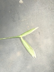 Bromus arvensis
