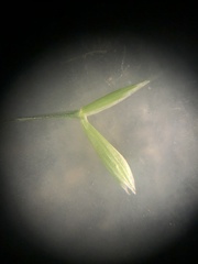 Bromus arvensis