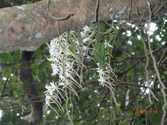 Mystacidium capense