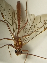 Ophion luteus