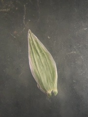 Bromus arvensis