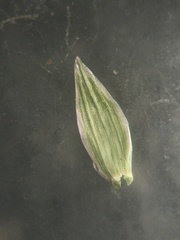 Bromus arvensis