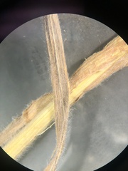 Bromus arvensis