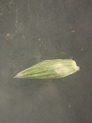 Bromus arvensis
