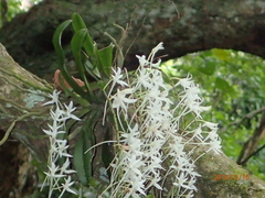 Mystacidium capense