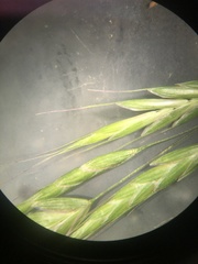 Bromus arvensis