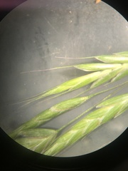 Bromus arvensis