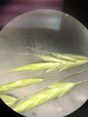 Bromus arvensis
