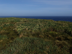 Poa foliosa