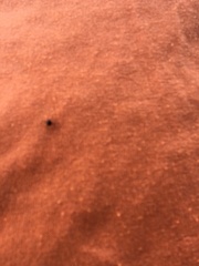 Amblyomma americanum