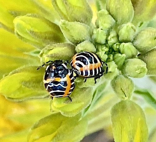 iNaturalist observation photo of Harlequin Bug