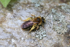 Andrena pruni