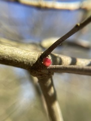 Dryocosmus floridensis