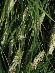 Poa foliosa