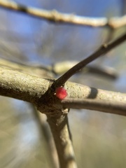 Dryocosmus floridensis