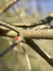 Dryocosmus floridensis