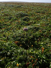 Anisotome latifolia