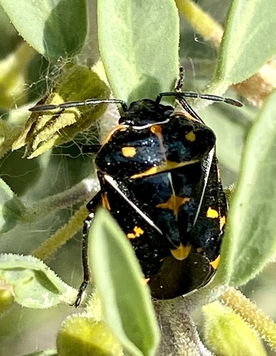 iNaturalist observation photo of Harlequin Bug