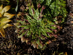 Plantago triantha