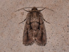 Sympistis infixa