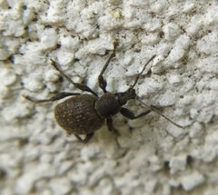 Otiorhynchus pseudonothus