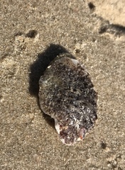 Pteriidae