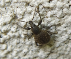 Otiorhynchus pseudonothus