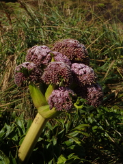 Anisotome latifolia