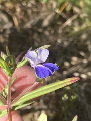 Collinsia grandiflora