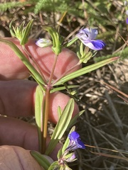 Collinsia grandiflora