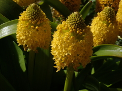 Bulbinella rossii