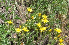 Crepis occidentalis