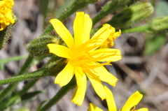 Crepis occidentalis