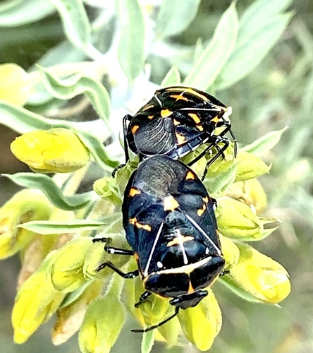 iNaturalist observation photo of Harlequin Bug