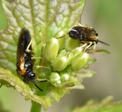 Craterocercus fraternalis