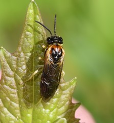 Craterocercus fraternalis