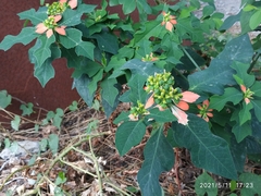 Euphorbia cyathophora