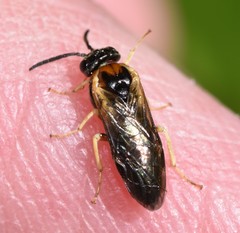 Craterocercus fraternalis