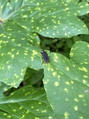 Atalantycha dentigera