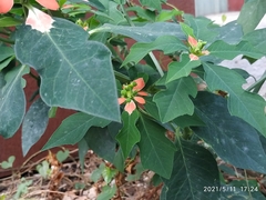 Euphorbia cyathophora