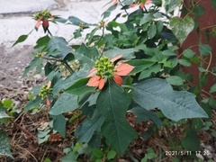 Euphorbia cyathophora