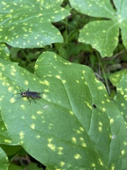 Atalantycha dentigera