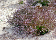 Limonium binervosum