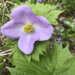 Glaucidium palmatum