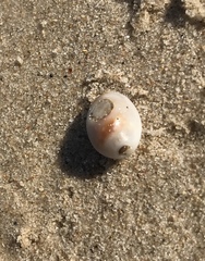 Nassarius circumcinctus