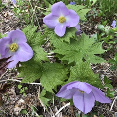 Glaucidium palmatum