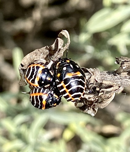 iNaturalist observation photo of Harlequin Bug